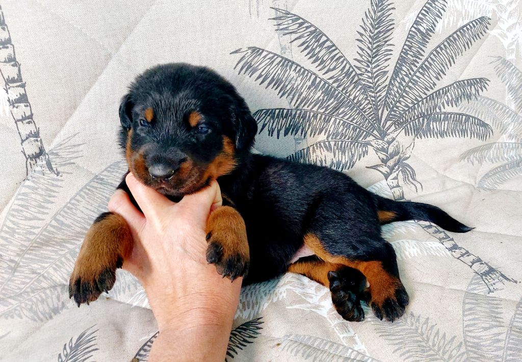 Du Clos Des Lucs - Chiots disponibles - Berger de Beauce