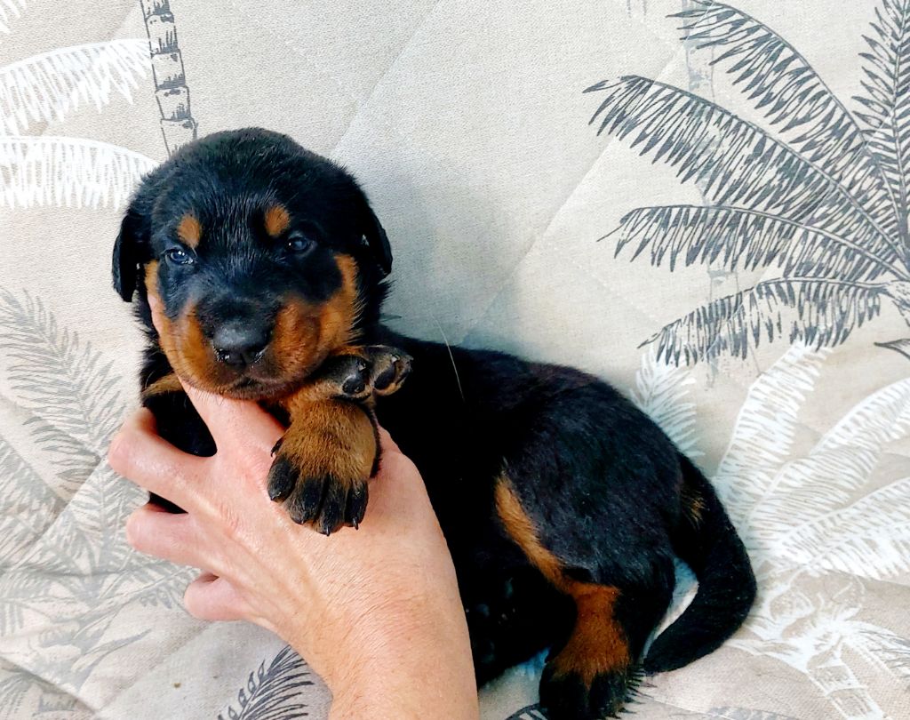 Du Clos Des Lucs - Chiots disponibles - Berger de Beauce