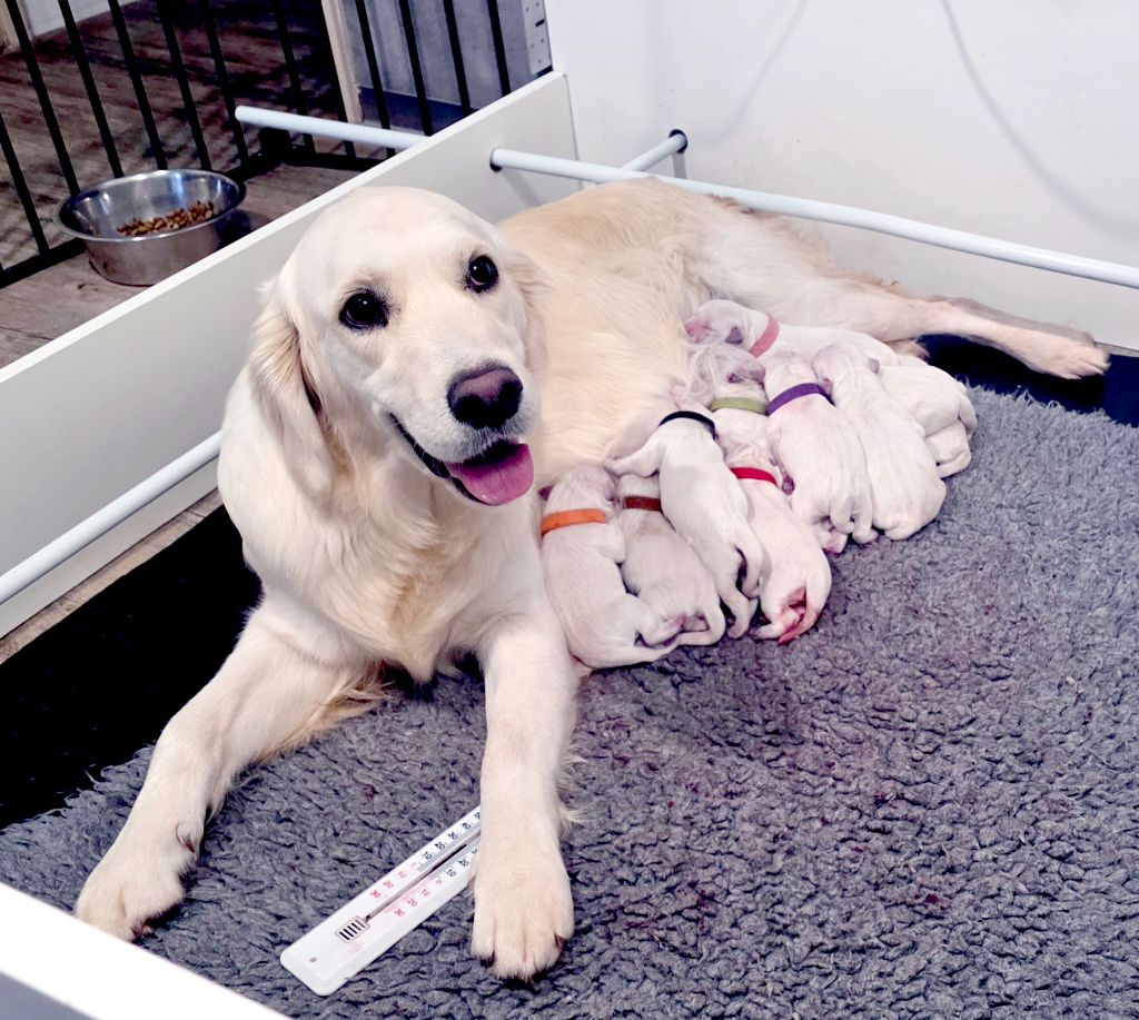Du Clos Des Lucs - Chiots disponibles - Golden Retriever