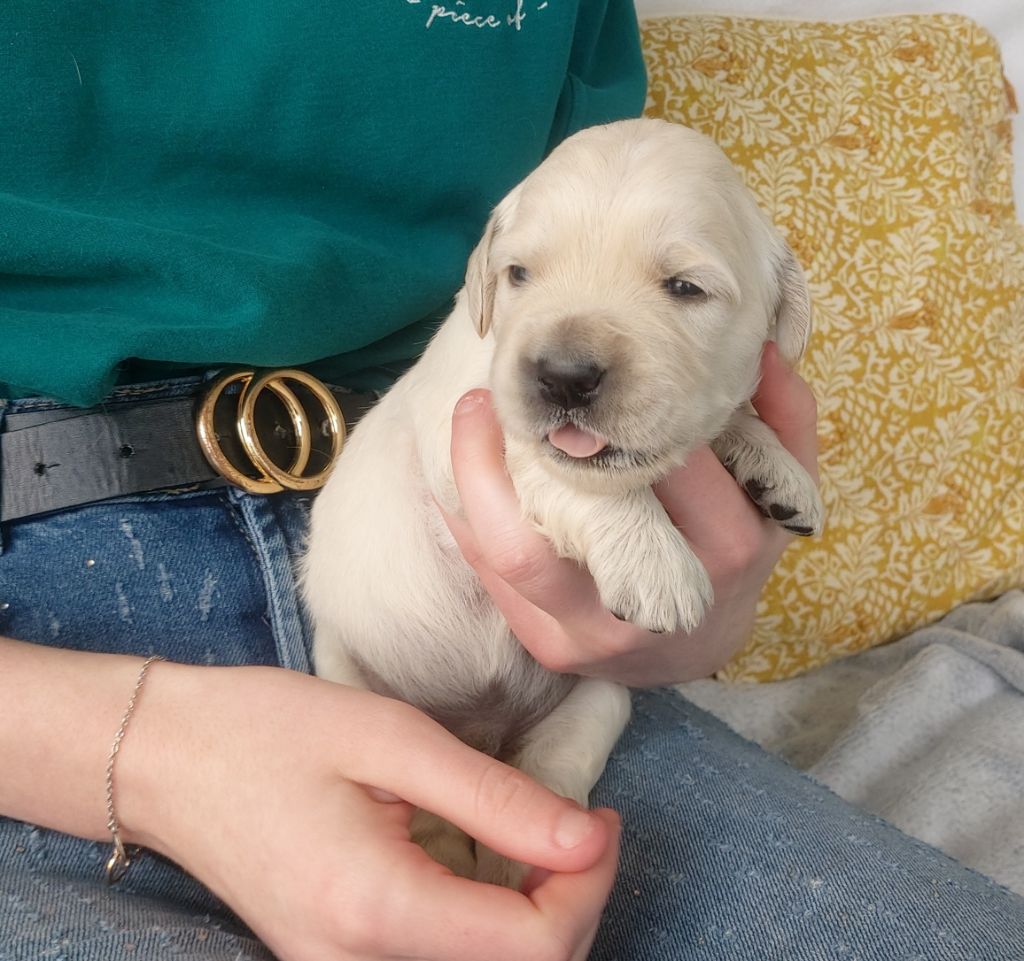 Du Clos Des Lucs - Chiots disponibles - Golden Retriever