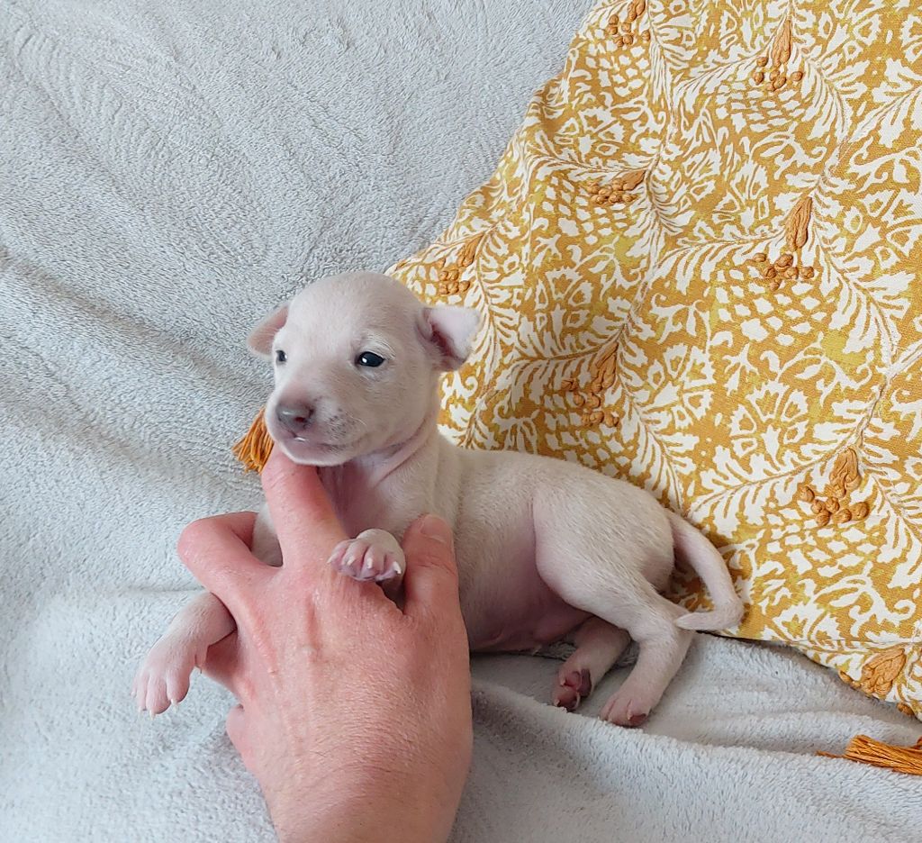 Du Clos Des Lucs - Chiots disponibles - Petit Levrier Italien