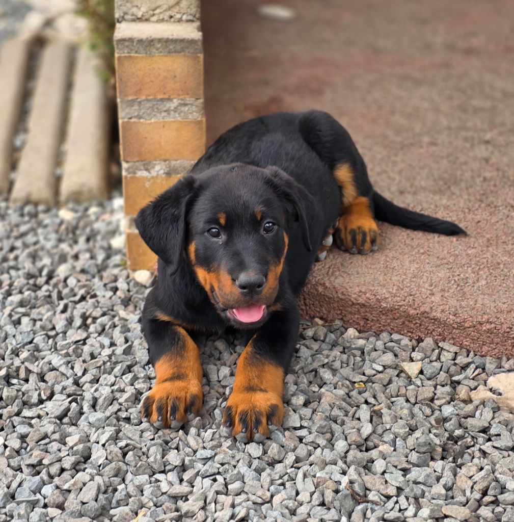 Du Clos Des Lucs - Chiots disponibles - Berger de Beauce