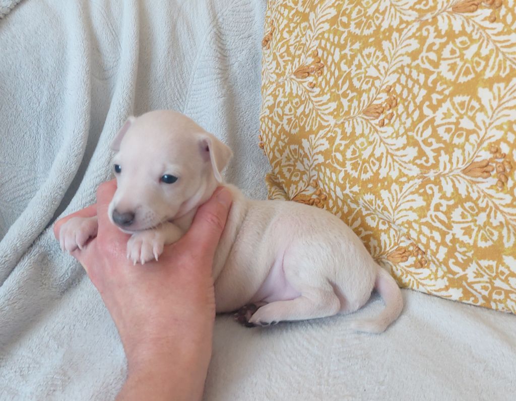 Du Clos Des Lucs - Chiots disponibles - Petit Levrier Italien