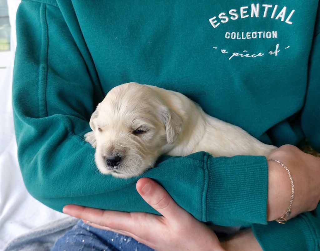 Du Clos Des Lucs - Chiots disponibles - Golden Retriever