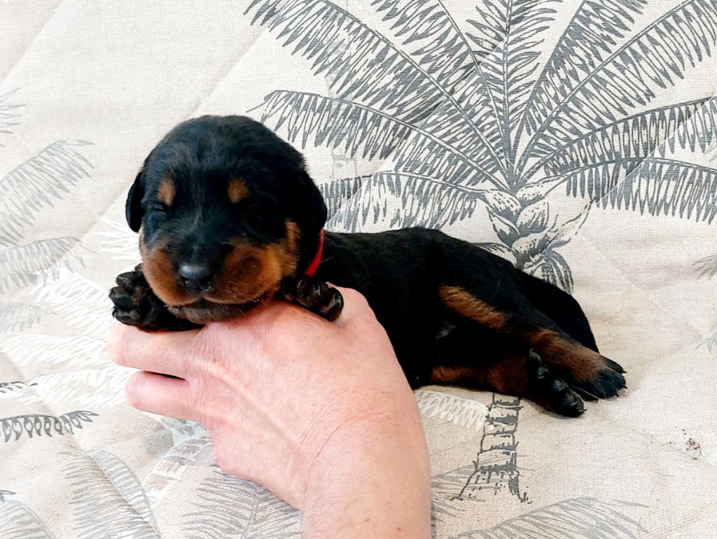 Du Clos Des Lucs - Chiots disponibles - Berger de Beauce