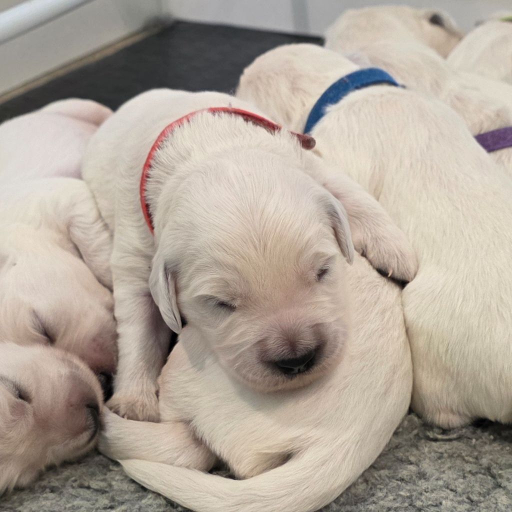 Du Clos Des Lucs - Chiots disponibles - Golden Retriever