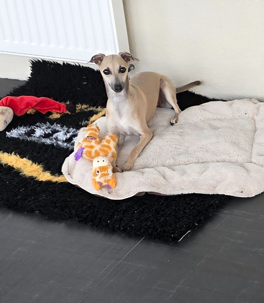 Du Clos Des Lucs - Chiots disponibles - Petit Levrier Italien