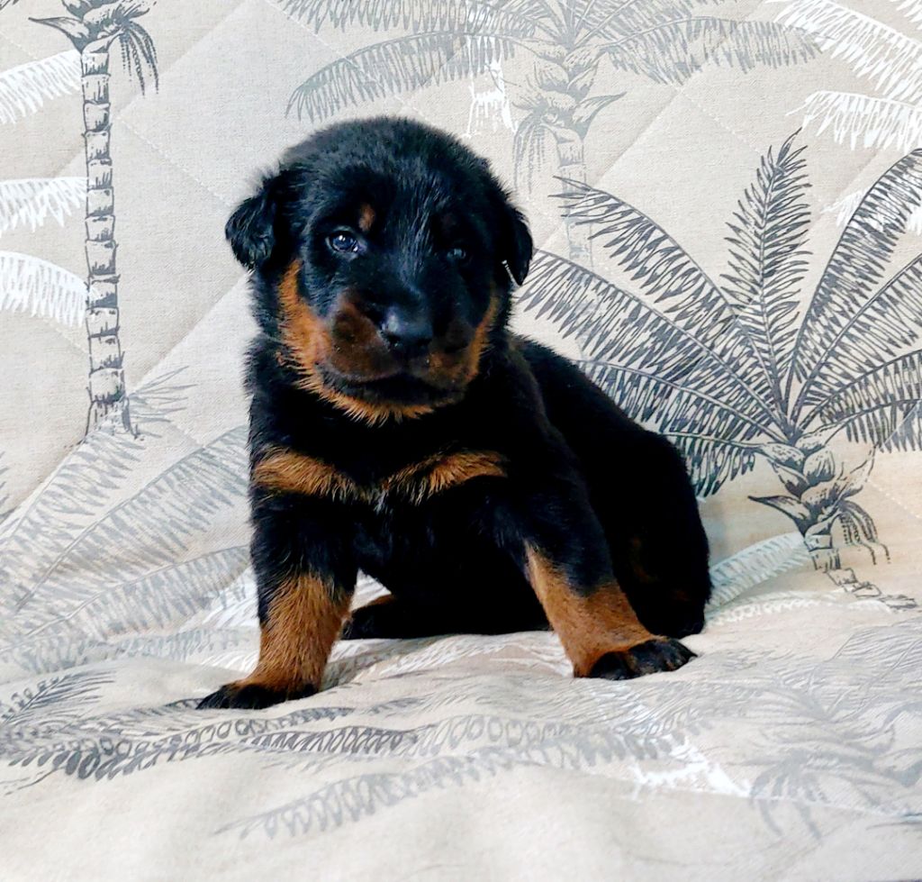 Du Clos Des Lucs - Chiots disponibles - Berger de Beauce